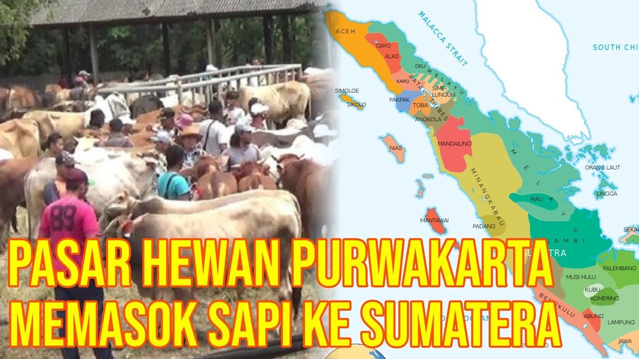 Sumber Pasokan Sapi Purwakarta Yang Dijual Di Pasar Hewan Ternak.jpg